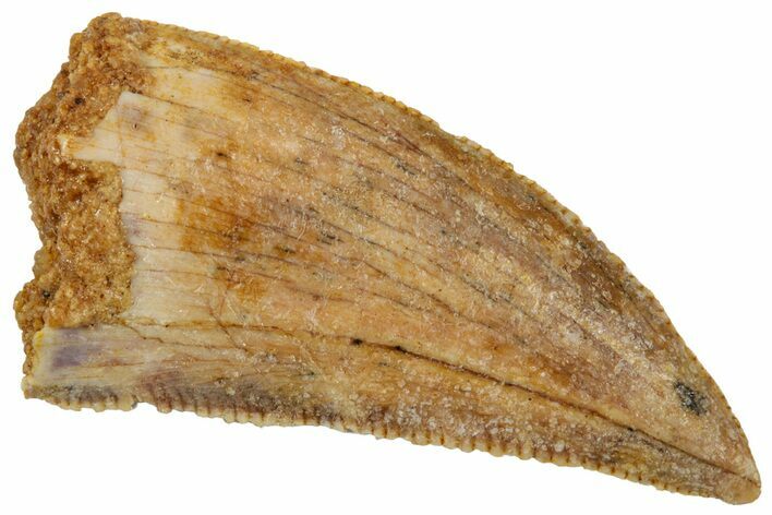 Serrated Raptor Tooth - Real Dinosaur Tooth #357968